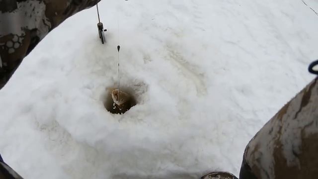 ПОПАЛИ ТАК ПОПАЛИ! Такого клева на этой речьке никогда небыло! ЗИМНЯЯ РЫБАЛКА В ВЕРБНОЕ ВОСКРЕСЕНЬЕ смотреть онлайн