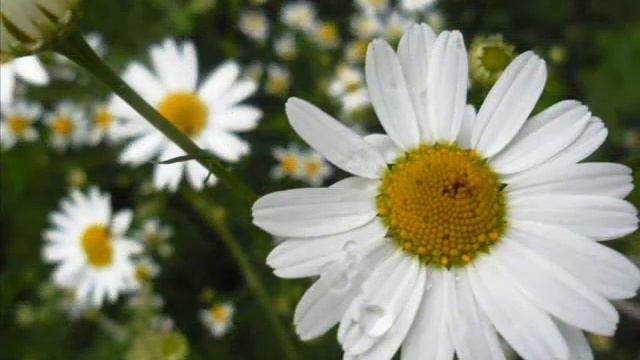 Ромашка! смотреть онлайн