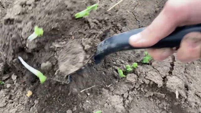 ОПЫТ по обработке семян гороха. Что лучше: БИЛОГИЧЕСКИЙ, химический или вообще семена без протравки смотреть онлайн