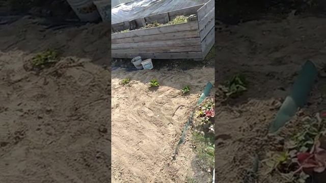 Клубника под акрилом с песком смотреть онлайн