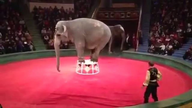 Слоны Цирк в Алматы  Заказ билетов Kassir.kz