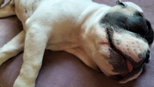 ?Сон французского бульдога❤️Что тебе снится, Бенни?// смотреть онлайн