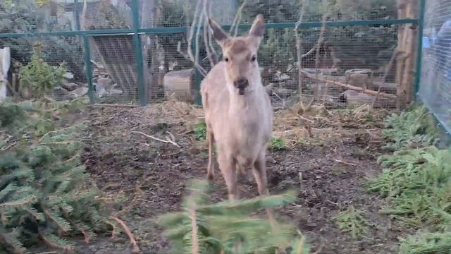Бешеный олень. Кали против Мазая. Копыта против веточки смотреть онлайн