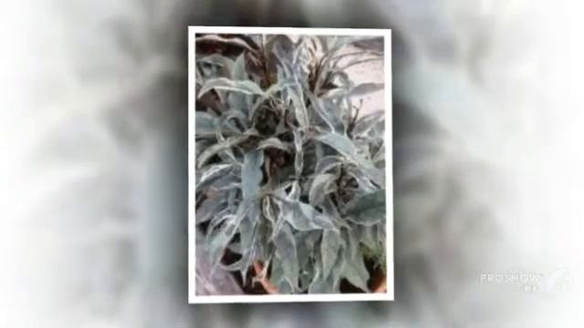 Eranthemum - garden plants смотреть онлайн