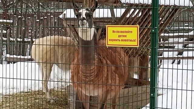 Зоопарк "Лимпопо"- лучший в России! смотреть онлайн