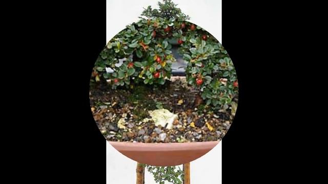 Rock Cotoneaster Bonsai Care смотреть онлайн