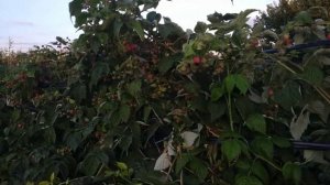 Стена ягод Малины Химбо Топ 2020