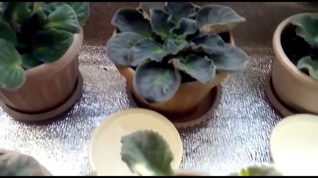 Сенполия зимой.  Правильный уход в зимний период..