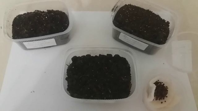 Дельфиниум от а до я смотреть онлайн