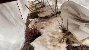 Укрываем розы правильно! Воздушно- сухое укрытие- залог хорошей зимовки!
