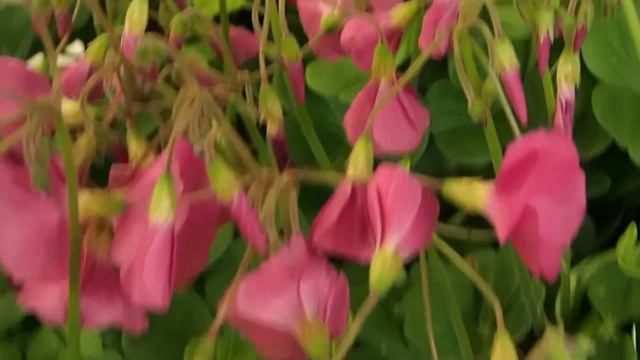 Oxalis bowiei ´Amarantha´ смотреть онлайн