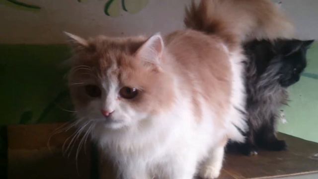 MOV 0111 29.01.2014 Ижевск кошки смотреть онлайн