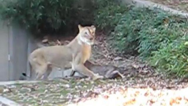 Малыш олень упал в вольер к тигру! смотреть онлайн