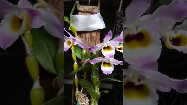 蜂腰石斛 Dendrobium Findlayanum