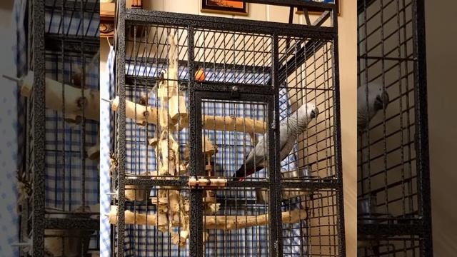 Жако любит поговорить