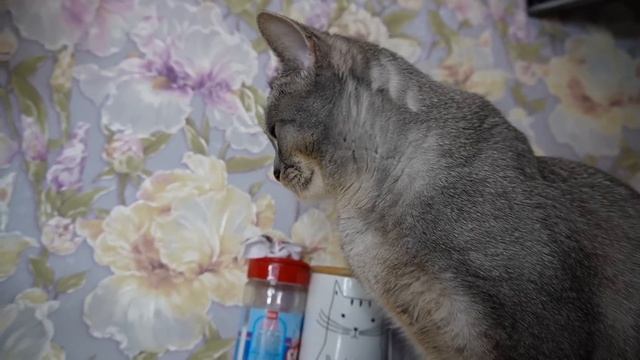 13 ХЕЛЛОУИНСКИХ ПРАНКОВ ОТ КОТОВ И СОБАКИ смотреть онлайн