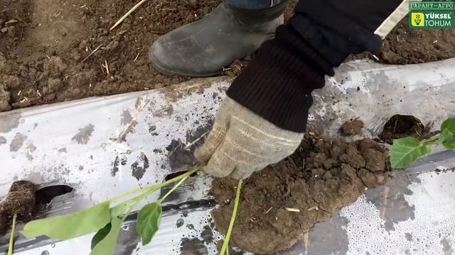 Высадка раннего баклажана в поле. (3 апреля) Семикаракорский район, Ростовская область