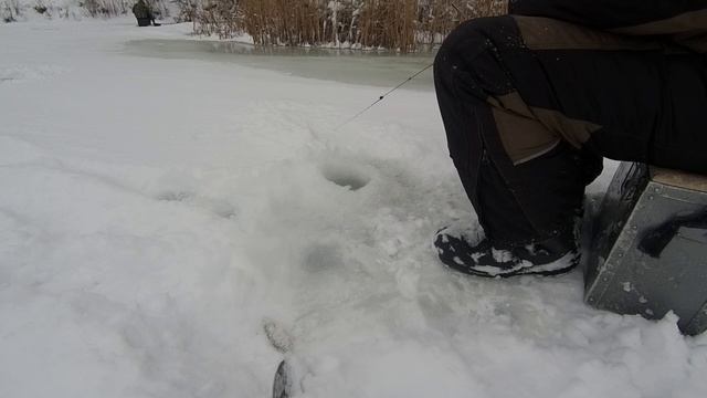 ЗИМНЯЯ ЛОВЛЯ БЕРША НА ПОСТАВУШКИ, ЛОВЛЯ на ТЮЛЬКУ | К НАМ ПРИШЛИ СОБАКИ смотреть онлайн
