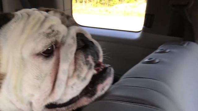 Reuben the Bulldog: Backseat Rider смотреть онлайн