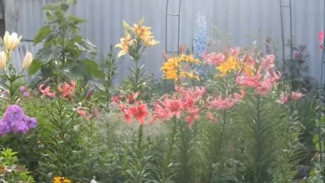 Есть глаза у всех цветов смотреть онлайн