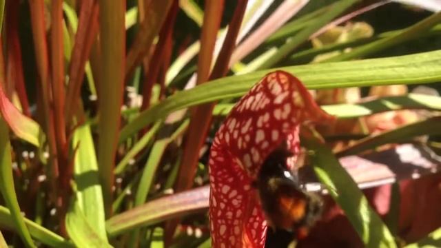 Carnivorous plant eats bumble bee. sarracenia pitcher plants eat all kinds of insects, even bees смотреть онлайн