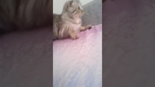 кувырок,кувырок,хаааам!!! смотреть онлайн