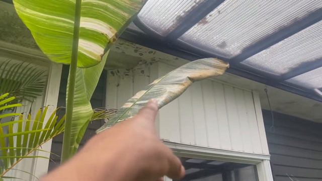 Our indoor tropical greenhouse / solarium Jungle update for June 2022. Lots of amazing new growth! смотреть онлайн