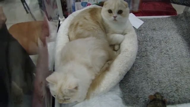 Скоттиш фолд и хайленд страйт смотреть онлайн