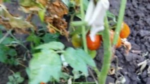 Томаты лучший сорт: исполин и розовый гигант