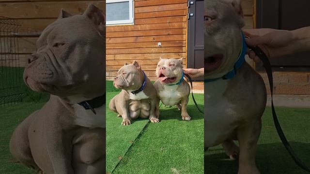 Собака проглотила АРБУЗ! Такого вы еще не видели 😟 смотреть онлайн