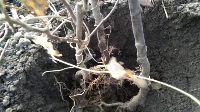 Размножение яблонь семенами . смотреть онлайн