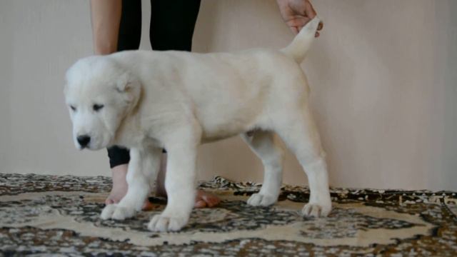 ОЕССЕНН СТИЛЬ Улгулан ПРОДАЕТСЯ +79501931664 смотреть онлайн