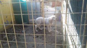 Покупка скутера Suzuki lets 2 Сузуки летс 2