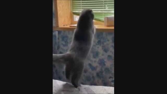 Смешные животные. Приколы с животными. Смешные коты. Смешные собаки. Лучшее 2022 смотреть онлайн