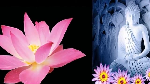 ЛОТОС СЕКРЕТНЫЙ САД (релаксирующее видео) смотреть онлайн