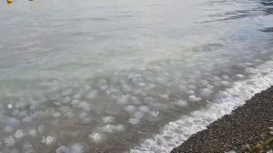 #Анапа - МНОГО МЕРТВЫХ МЕДУЗ