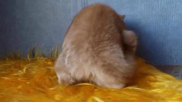 Венеция 4м видео1 смотреть онлайн