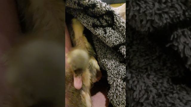 Ку ку , попались ? часть 2🦆)))#дача #дом #куры #птици #утки #утята #циплята смотреть онлайн