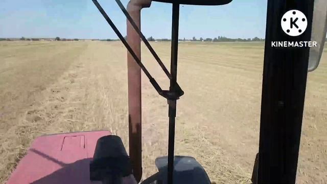 Суданка второй укос 250 тюков с 12 га. смотреть онлайн