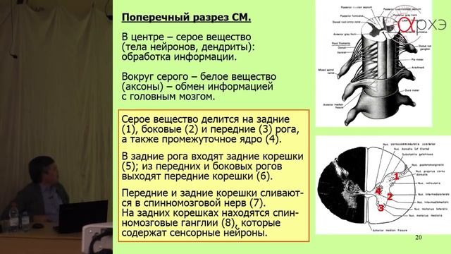 Вячеслав Дубынин: "Нейроны и нейросети. Обзор основных структур головного и спинного мозга" смотреть онлайн