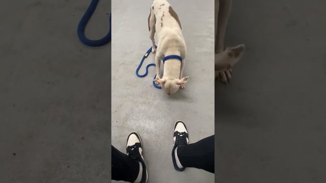 Tundra смотреть онлайн