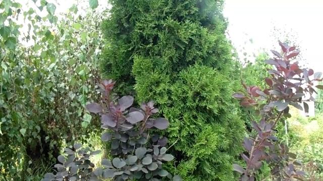 Туя западная: сорта, особенности, рекомендации для каждого сорта!