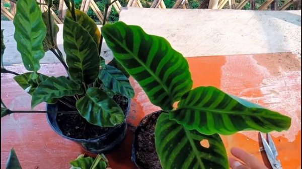 Calathea Plant Care... How To Propagate Calathea Plant