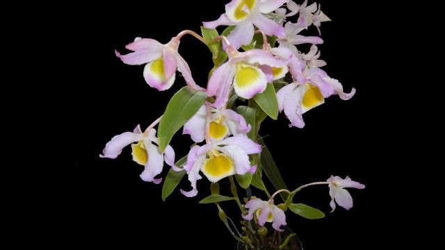 Hoa Lan Dendrobium Findlayanum - Pendulum