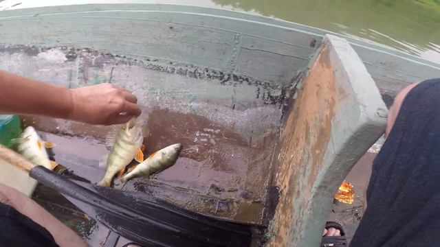 Окуни перекатов. Рыбалка в горах, день третий, четвёртый . смотреть онлайн