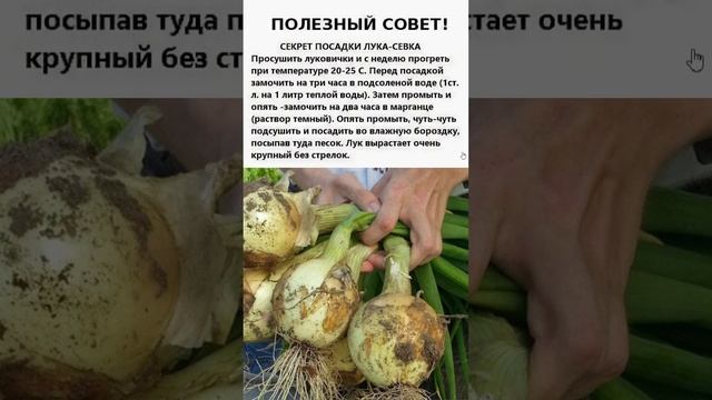 Лук Ничем Не Будет Болеть и Вырастет с Кулак, Если Перед Посадкой Обработать Севок Так! #shorts смотреть онлайн