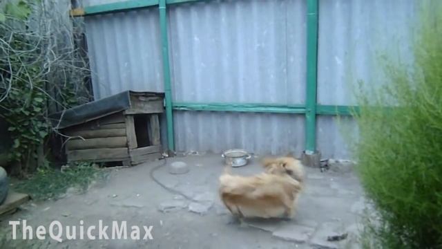 ПОДБОРКА | РАН ТУ ДУ ДУ ДУ... смотреть онлайн