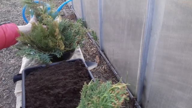 Мой способ размножения туи черенками. Укоренение туи