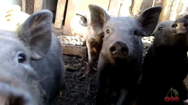 Поросятам уже три месяца. Гибрид Корейской свиньи и Мангала Венгерской мангалицы смотреть онлайн