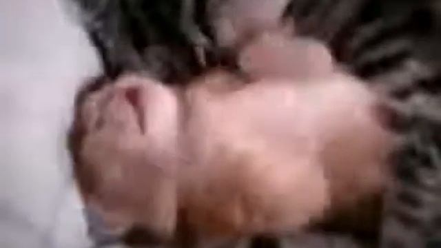 Очень трогательно и нежно! Кошка обнимает котенка!!! смотреть онлайн